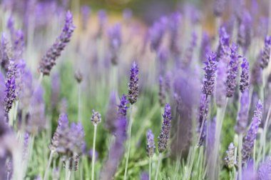 Gran Canaria 'dan Flora - Lavandula dentata, Fransız lavantası, doğal bitki doğal makro çiçek arkaplanı