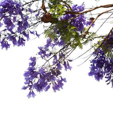 Mavi jakaranda çiçekleri, Jacaranda mimozomları, beyaz üzerinde izole edilmiş. 