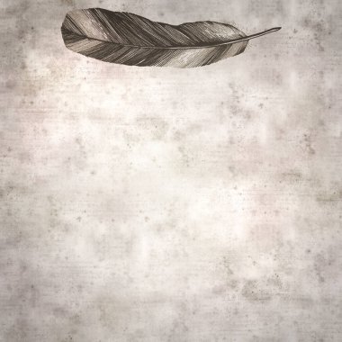 Textured old paper background with feather line drawing clipart