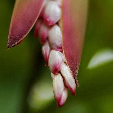 Flowering Alpinia zerumbet,  shell ginger, natural macro floral background clipart