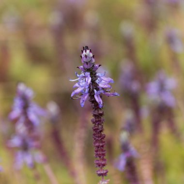 Coleus 'un mavi çiçekleri, korkak kedi bitkileri, doğal makro çiçekli arka plan.