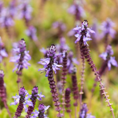 Coleus 'un mavi çiçekleri, korkak kedi bitkileri, doğal makro çiçekli arka plan.