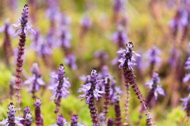 Coleus 'un mavi çiçekleri, korkak kedi bitkileri, doğal makro çiçekli arka plan.