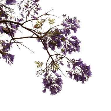 Mavi jakaranda çiçekleri, Jacaranda mimozomları, beyaz üzerinde izole edilmiş. 