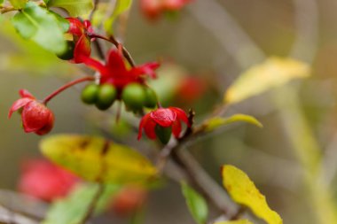 Ochna serrulata, karnaval ochna çiçekleri doğal makro çiçekli arka plan