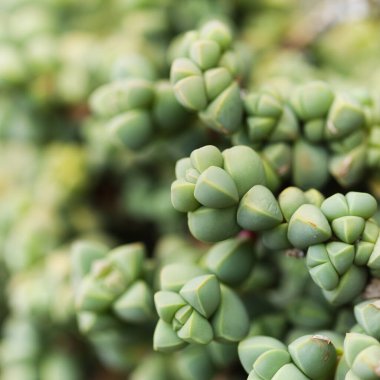 Delosperma lehmannii, Güney Afrika 'dan buz tabakası, doğal makro çiçekli arka plan.