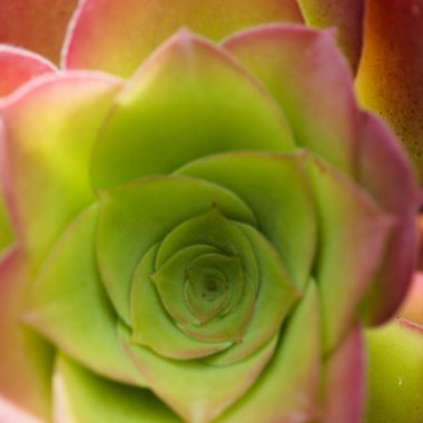 Gran Canaria 'dan Flora - Aeonium kanarya, kanarya aeonyumu, kadife yapraklı alt türler bakiresi, adaya özgü sulu bitki, doğal makro çiçek arkaplanı