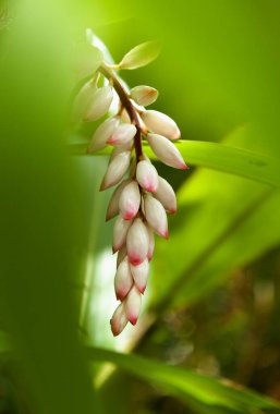 Çiçekli Alpinia zerumbet, kabuk kızıl, doğal makro çiçek arkaplanı