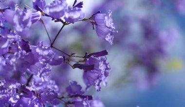 Flowers of blue jacaranda, Jacaranda mimosifolia