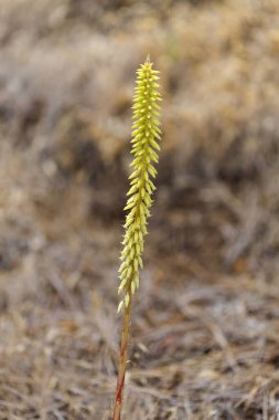 Gran Canaria 'dan Flora - çiçek açan Umbilicus heylandianus, dağ göbek otu, doğal makro çiçekli arka plan