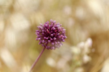Gran Canaria 'dan Flora - Allium ampeloprasum, vahşi pırasa doğal makro çiçekli arka plan