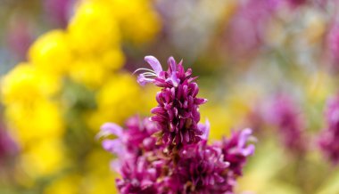 Gran Canaria 'dan Flora - Salvia canariensis, Kanarya adası adaçayı doğal makro çiçekli arka plan