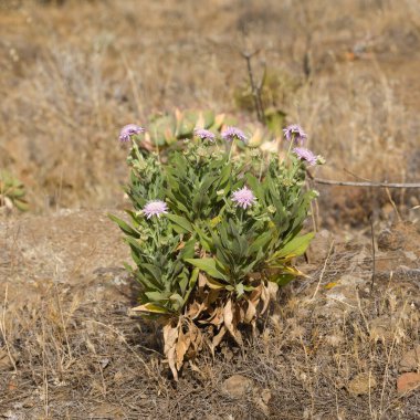 Gran Canaria 'dan Flora - Pterocephalus dumetorus, Orta Kanarya Adaları' na özgü dağlık, doğal makro çiçekli arka plan