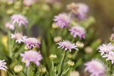 Gran Canaria 'dan Flora - Pterocephalus dumetorus, Orta Kanarya Adaları' na özgü dağlık, doğal makro çiçekli arka plan