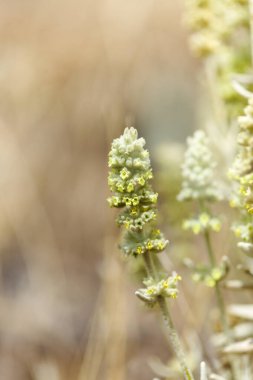 Gran Canaria 'dan Flora - Sideritis dasygnaphala, Gran Canaria' nın beyaz dağ çayı, yaygın, doğal makro çiçekli arka plan