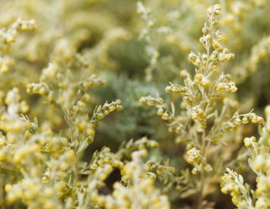 Gran Canaria 'dan Flora - Artemisia thuscula, yüksek aromatik özellikleri ve doğal makro çiçek arkaplanından dolayı yerel olarak Incense olarak adlandırılır