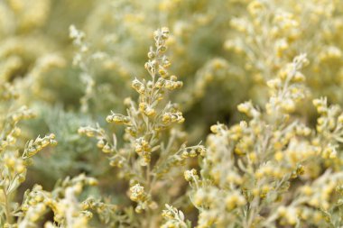 Gran Canaria 'dan Flora - Artemisia thuscula, yüksek aromatik özellikleri ve doğal makro çiçek arkaplanından dolayı yerel olarak Incense olarak adlandırılır