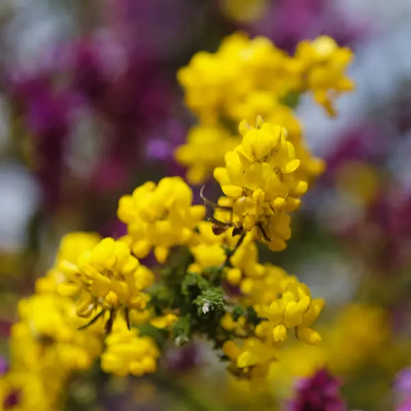 stock image Flora of Gran Canaria -  flowering Adenocarpus foliolosus, Canary Island flatpod natural macro floral background