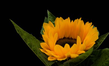 Helianthus Annuus, yaygın ayçiçeği, siyah arka planda izole edilmiş.