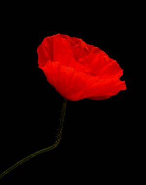 Gran Canaria 'dan Flora - Papaver rhoeas, yaygın gelincik