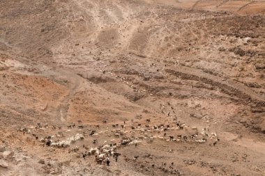 Agriculture of Gran Canaria - a large group of goats and sheep are moving across a dry landscape, between Galdar and Agaete municipalities clipart