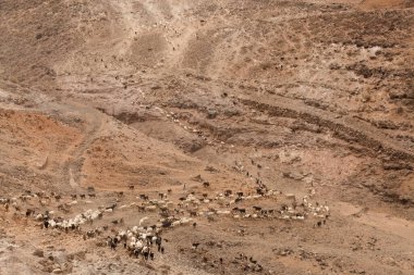 Büyük Kanarya tarımı - büyük bir keçi ve koyun grubu Galdar ve Agaete belediyeleri arasında kuru bir arazide ilerliyor.