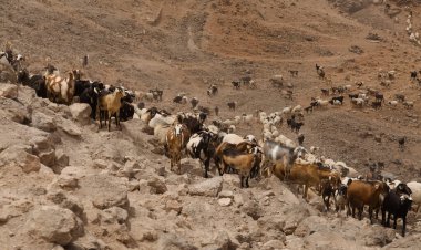 Agriculture of Gran Canaria - a large group of goats and sheep are moving across a dry landscape, between Galdar and Agaete municipalities clipart