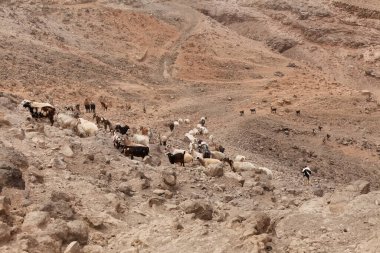 Büyük Kanarya tarımı - büyük bir keçi ve koyun grubu Galdar ve Agaete belediyeleri arasında kuru bir arazide ilerliyor.