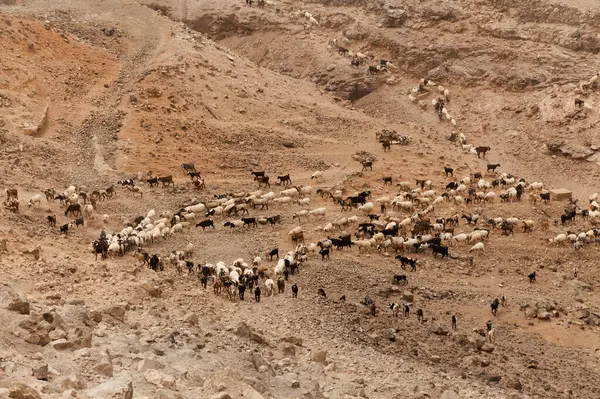 stock image Agriculture of Gran Canaria - a large group of goats and sheep are moving across a dry landscape, between Galdar and Agaete municipalities