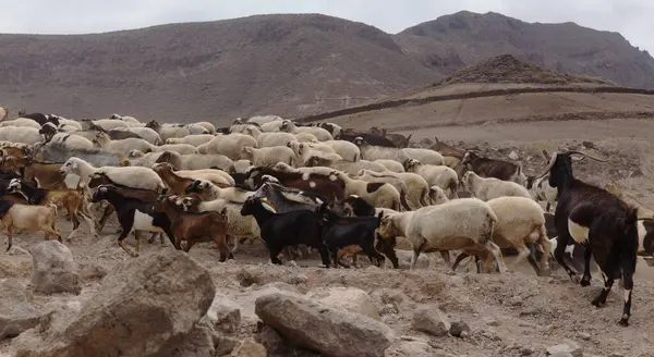 stock image Agriculture of Gran Canaria - a large group of goats and sheep are moving across a dry landscape, between Galdar and Agaete municipalities