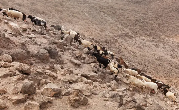 stock image Agriculture of Gran Canaria - a large group of goats and sheep are moving across a dry landscape, between Galdar and Agaete municipalities