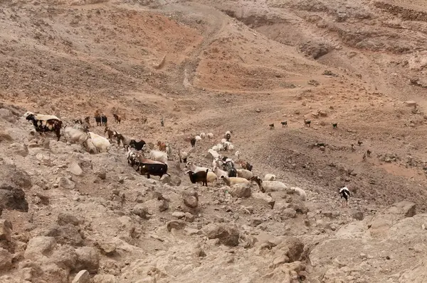 stock image Agriculture of Gran Canaria - a large group of goats and sheep are moving across a dry landscape, between Galdar and Agaete municipalities