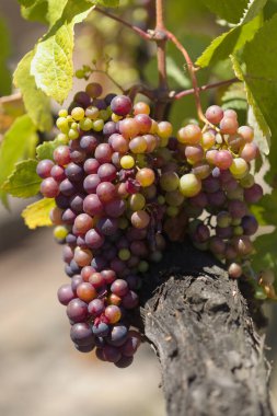 Viticulture of Gran Canaria - dark grapes ripening, natural food background, Santa Brigida area clipart