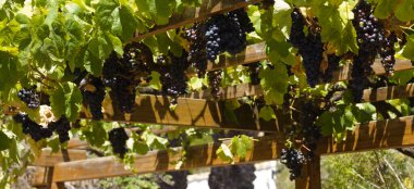 Viticulture of Gran Canaria - dark grapes ripening, natural food background, Santa Brigida area clipart