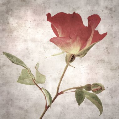 Tek kırmızı ve sarı çalı çiçekli eski moda kağıt arka plan