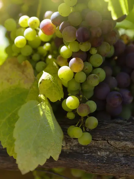 stock image Viticulture of Gran Canaria - dark grapes ripening, natural food background, Santa Brigida area