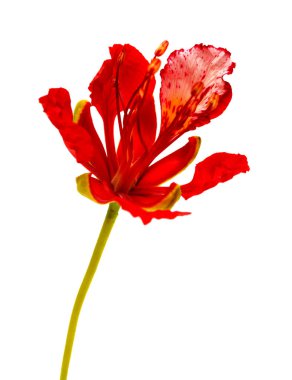 Delonix rejiminin açık çiçekleri veya gösterişli, beyaz arka planda izole edilmiş