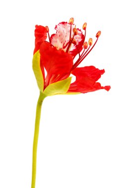 Opening flowers of Delonix regia or flamboyant, isolated on White background clipart