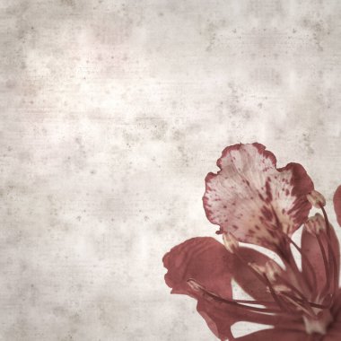 Delonix rejiminin çiçeklerini açan veya göz alıcı olan kare biçiminde eski dokulu kağıt arkaplan