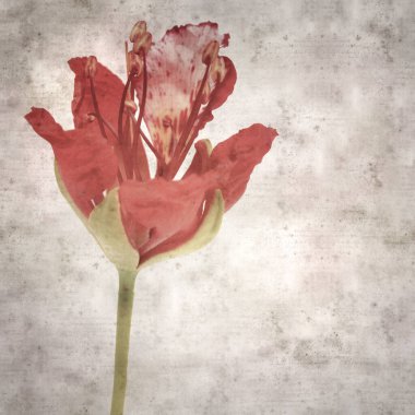 Delonix rejiminin çiçeklerini açan veya göz alıcı olan kare biçiminde eski dokulu kağıt arkaplan