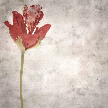 Delonix rejiminin çiçeklerini açan veya göz alıcı olan kare biçiminde eski dokulu kağıt arkaplan