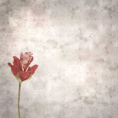 Delonix rejiminin çiçeklerini açan veya göz alıcı olan kare biçiminde eski dokulu kağıt arkaplan