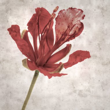 Delonix rejiminin çiçeklerini açan veya göz alıcı olan kare biçiminde eski dokulu kağıt arkaplan