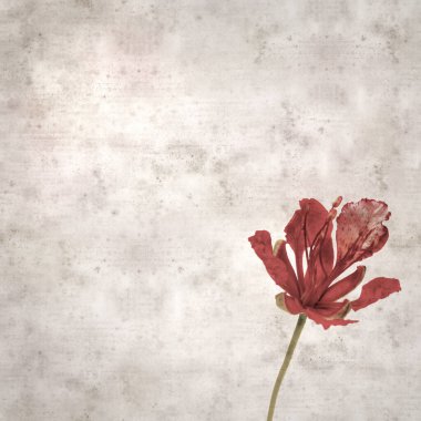 Delonix rejiminin çiçeklerini açan veya göz alıcı olan kare biçiminde eski dokulu kağıt arkaplan