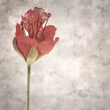 Delonix rejiminin çiçeklerini açan veya göz alıcı olan kare biçiminde eski dokulu kağıt arkaplan