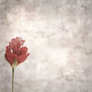 Delonix rejiminin çiçeklerini açan veya göz alıcı olan kare biçiminde eski dokulu kağıt arkaplan