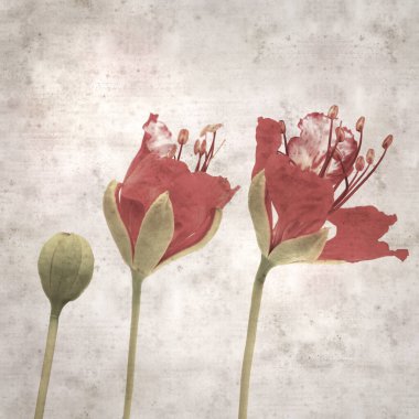 Delonix rejiminin çiçeklerini açan veya göz alıcı olan kare biçiminde eski dokulu kağıt arkaplan