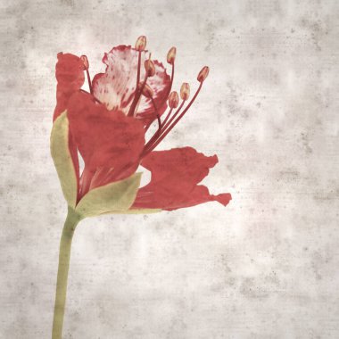 Delonix rejiminin çiçeklerini açan veya göz alıcı olan kare biçiminde eski dokulu kağıt arkaplan