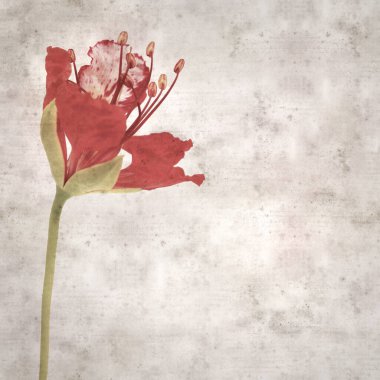 Delonix rejiminin çiçeklerini açan veya göz alıcı olan kare biçiminde eski dokulu kağıt arkaplan