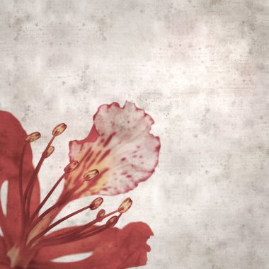 Delonix rejiminin çiçeklerini açan veya göz alıcı olan kare biçiminde eski dokulu kağıt arkaplan